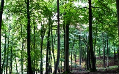 Return to Nature: The popular rise of natural woodland burials
